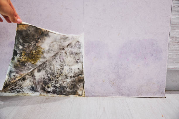 Best Insurance-Related Mold Remediation in Bunnell, FL